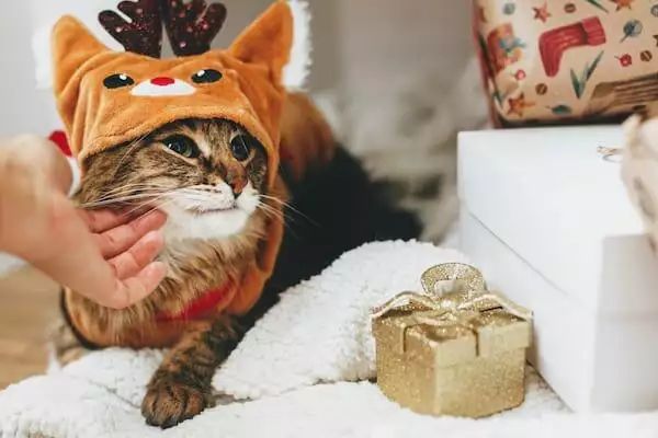 Why pets love christmas