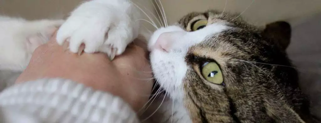 why you should not declaw a cat uk illegal