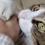 Why You Should Never Declaw Your Cat