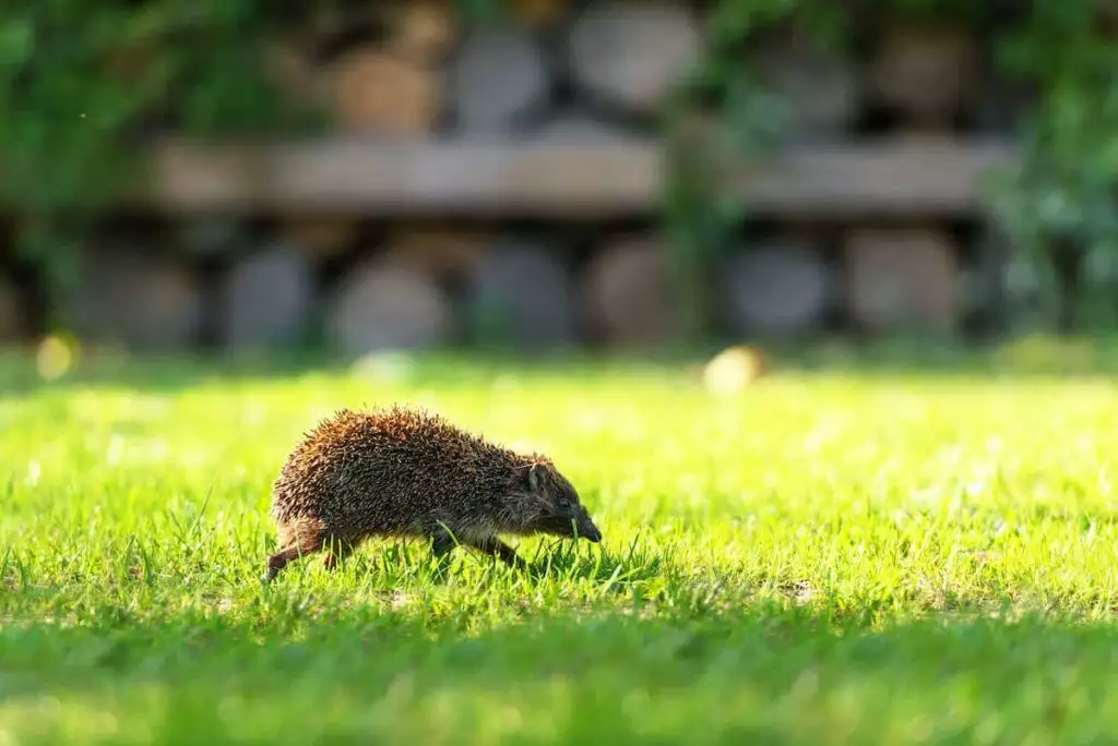 Wildlife Product Reviews