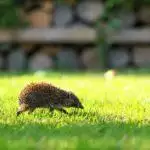 Recommended Wildlife Products