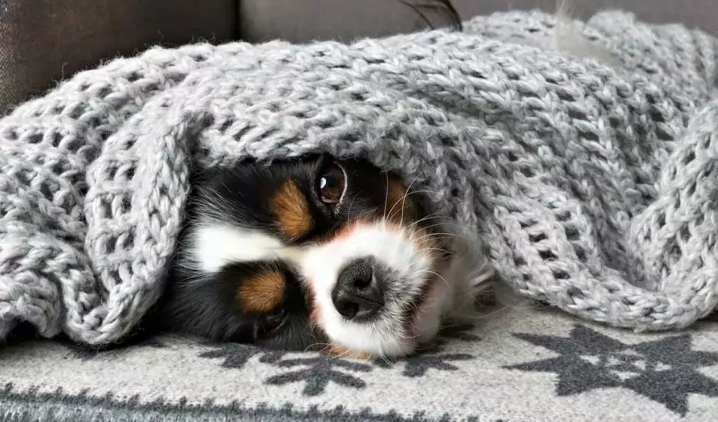 Winter Dog Care Advice