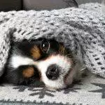 Winter Dog Care Advice